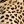 leopardia